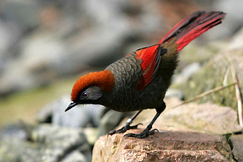 Red and Black, beautiful, bird HD wallpaper