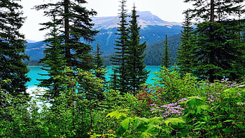 Emerald Lake, Yoho, National Park, British Columbia, sky, canada, mountains, landscape, trees, clouds HD wallpaper