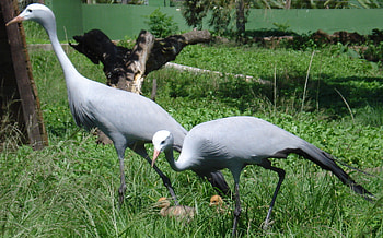 Parents and young, african, heron, bird, young HD wallpaper