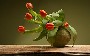 Still Life, container, tulips, red HD wallpaper