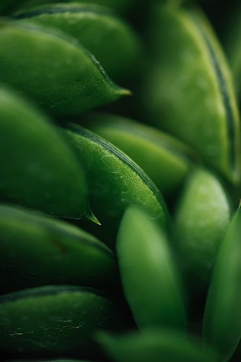 Plant, Macro, Succulent HD phone wallpaper