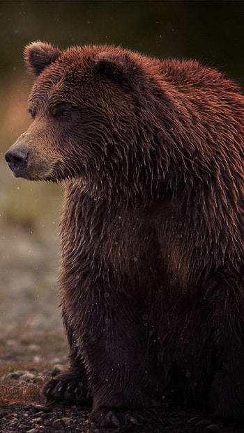 Bear , , Bear backgrounds, Visual delight HD phone wallpaper