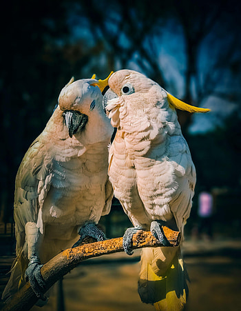 Animals, Birds, Parrots, Love, Cockatoo HD phone wallpaper