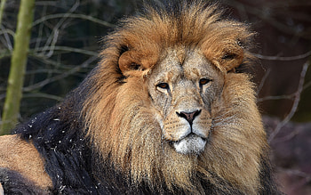 Lion, animal, face, cat HD wallpaper