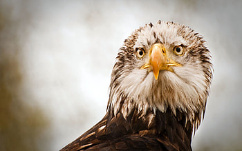 Animals, Bird, Predator, Eagle HD wallpaper