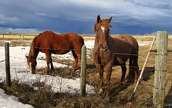 Animals, Horses, Snow, Fencing, Corral, Fences HD wallpaper