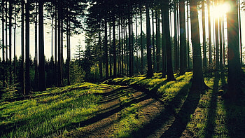 Grass Path Green Leafed Trees Forest With Sunlight Background Nature HD wallpaper