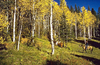 fall, horses, riders, yellow, forest HD wallpaper