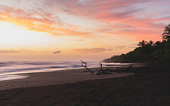 Nature, Sea, Twilight, Beach, Branches, Dusk HD wallpaper