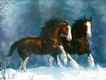 Horses, animal, horse, snow, couple, run HD wallpaper