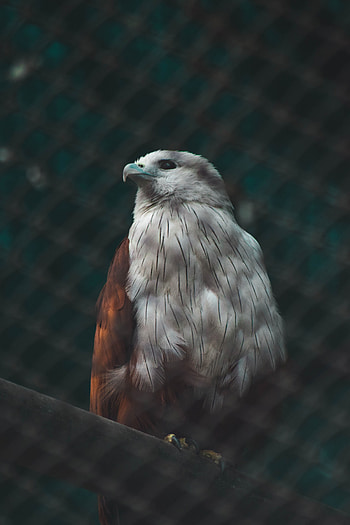 Animals, Bird, Predator, Hawk HD phone wallpaper