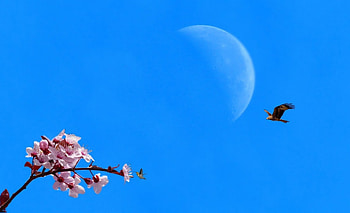 Bright Sky, summer day, birds, eagle, moonshine, fleur, cielo, spring, blu, blue sky, natur, flor, azul, moon, magical, spring day, beautiful spring, cherry blossom, flower tree, bird, flying, primavera, summer, ciel, luna, nature, sky, flowers, uccelli, printemps HD wallpaper