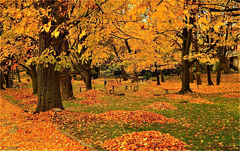 Autumn Park, Park, leaf, nature, Autumn HD wallpaper