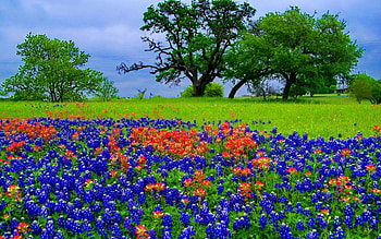 Bluebonnet, Nature, Beautiful blossoms, Vibrant colors HD wallpaper