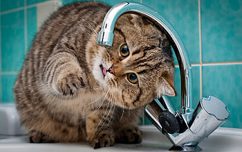 Animals, Cat, Bathroom, Crane, Tap, Sink HD wallpaper