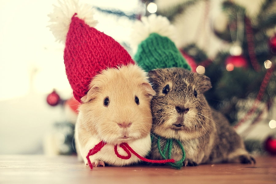 sweet christmas animals cute bokeh bokeh tree new year colorful vintage love love winter holiday mouse tree ... HD wallpaper
