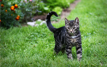 Animals, Grass, Kitty, Kitten, Striped, Sight, Opinion, Stroll, Observation HD wallpaper