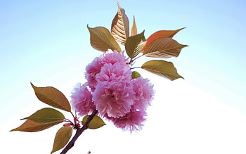 Cherry Blossoms, pink, macro, blossoms, cherry HD wallpaper
