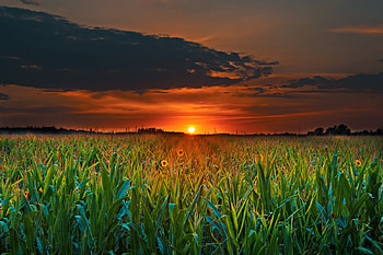 Nature, Sunset, Clouds, Field HD wallpaper