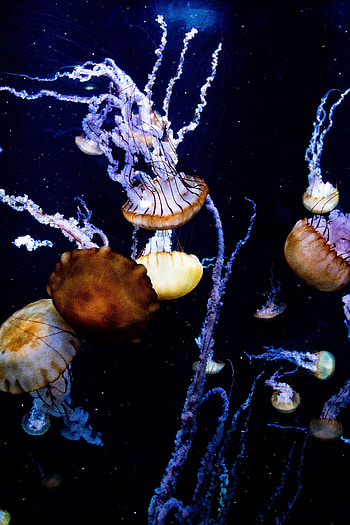 Animals, Sea, Jellyfish, Tentacles, Creatures, Under Water, Underwater HD phone wallpaper