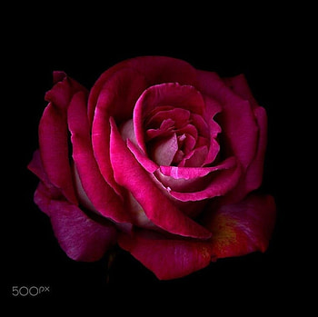 Red rose, Flower, Petals, Red, Rose HD wallpaper