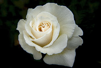 Close-up of a delicate white rose showcasing its soft petals against a dark background. HD wallpaper