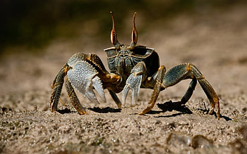 Crab, Yellow crab, On the sand HD wallpaper
