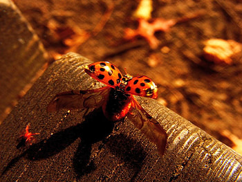 Wings_of_Ladybug, wings, beautiful, ladybug HD wallpaper
