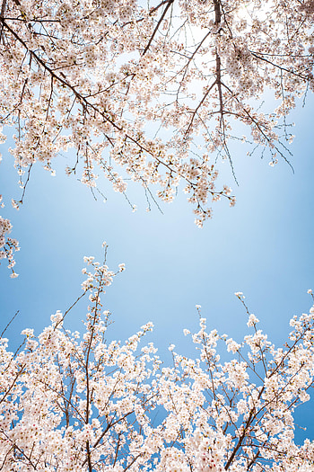 Flowers, Sky, Bloom, Flowering, Branch HD phone wallpaper