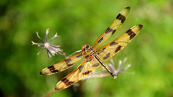 Grass, Macro, Insect, Flight, Dragonfly HD wallpaper