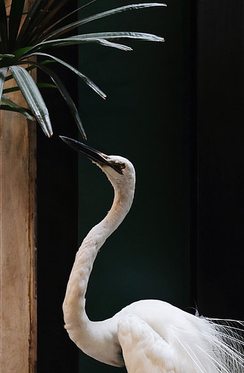 Animals, Feather, Bird, Feathered HD phone wallpaper