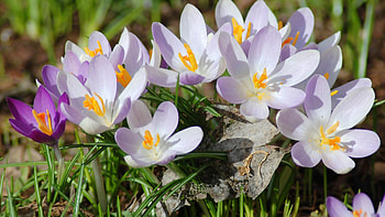 Flowers, Lilac, Petals HD wallpaper