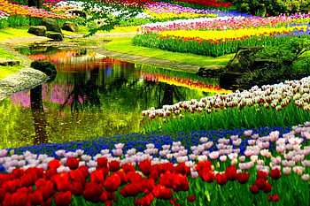 Summer garden, , nature, flowers, , backgrounds, colorful, beautiful, summer, gardens, stunning HD wallpaper