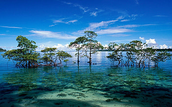 MORNING CALM, island, India, landscape, submerged land, tsunami, clouds, trees, water, ocean HD wallpaper