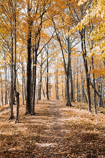Explore a vibrant fall trail with colorful foliage in a tranquil North Carolina forest. HD phone wallpaper