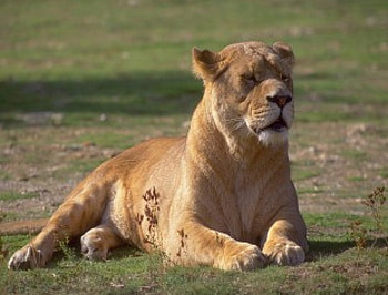 lion, king of the jungle HD wallpaper