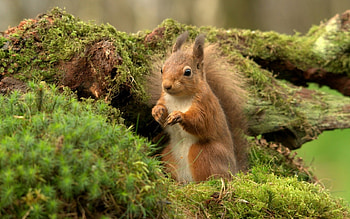 Squirrel, animal, green, cute, nature, orange HD wallpaper