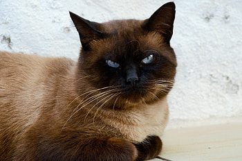 Animals, Cat, Muzzle, Beautiful, Siamese Cat HD wallpaper