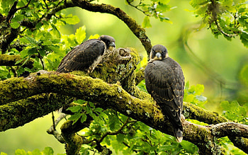 Animals, Birds, Predators, Falcons, Wood, Tree, Branches HD wallpaper