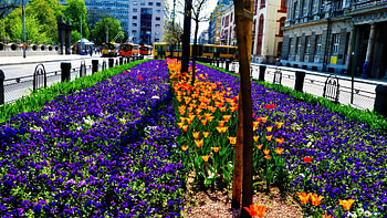 Nature, Flowers, City, Flower Bed, Flowerbed HD wallpaper
