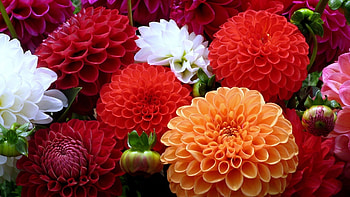 Plants, Flowers HD wallpaper