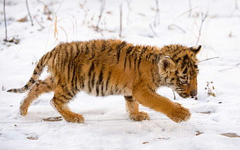 Animals, Muzzle, Predator, Big Cat, Tiger, Kid, Tot HD wallpaper
