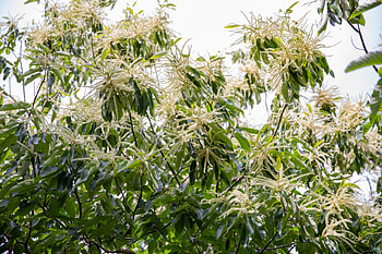 Chestnut Tree, Dunstan chestnut, Chestnut Hill charm, Nursery delight HD wallpaper