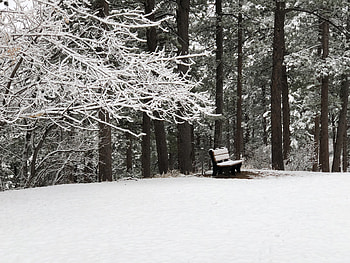 Wintery Rest, frost, Bench, tree, snow HD wallpaper