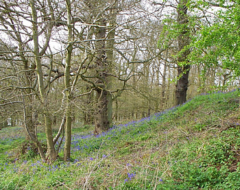 Bluebells in spring, nature, flowers HD wallpaper