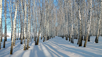 Winter, Nature, Trees, Snow, Birches, Shadows, Rows, Ranks, Grove HD wallpaper