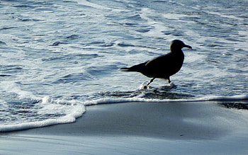 Little Buddy, sea, gull, birds, animals, beach HD wallpaper