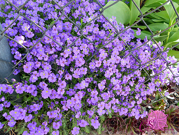 Flowers, Leaves, Grid HD wallpaper