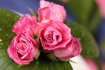 Roses, rose, pink, green, flower HD wallpaper