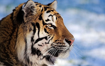 Animals, Muzzle, Striped, Big Cat, Tiger, Profile HD wallpaper